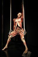 Body Worlds: The Happiness Project